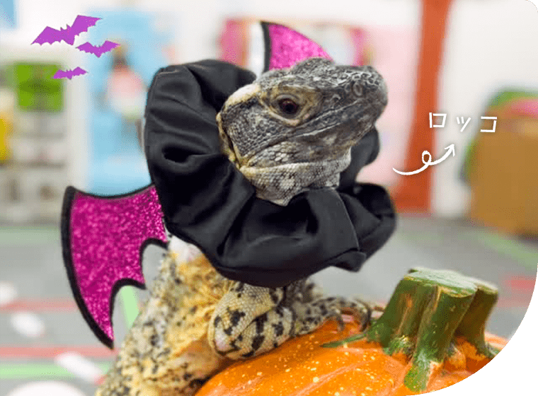 Tesoro Learning Institute合同会社 ロッコ